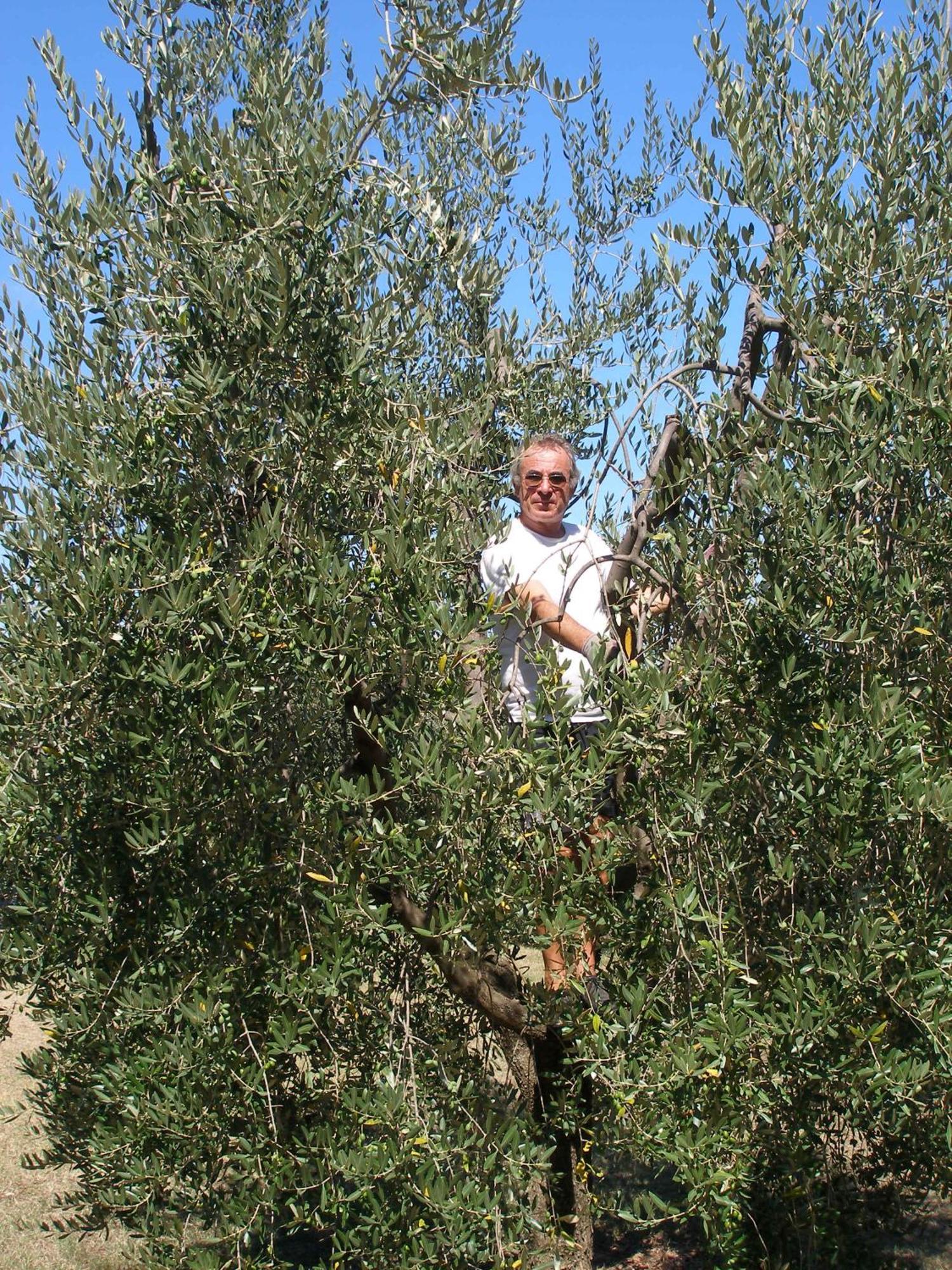Podere Bellavista San Gimignano Zewnętrze zdjęcie