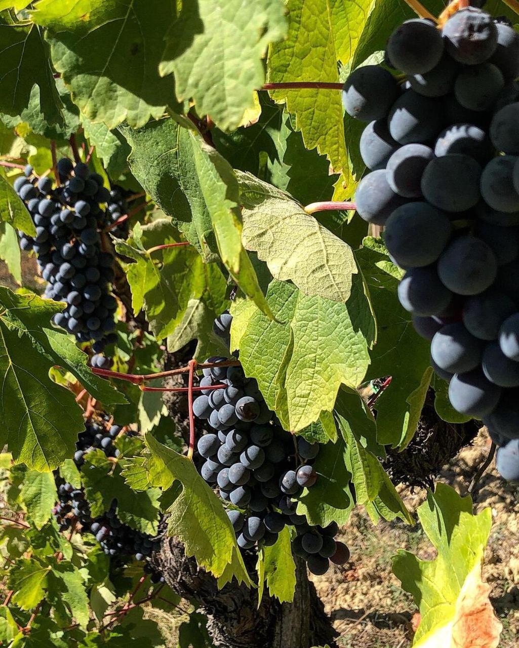 Podere Bellavista San Gimignano Zewnętrze zdjęcie