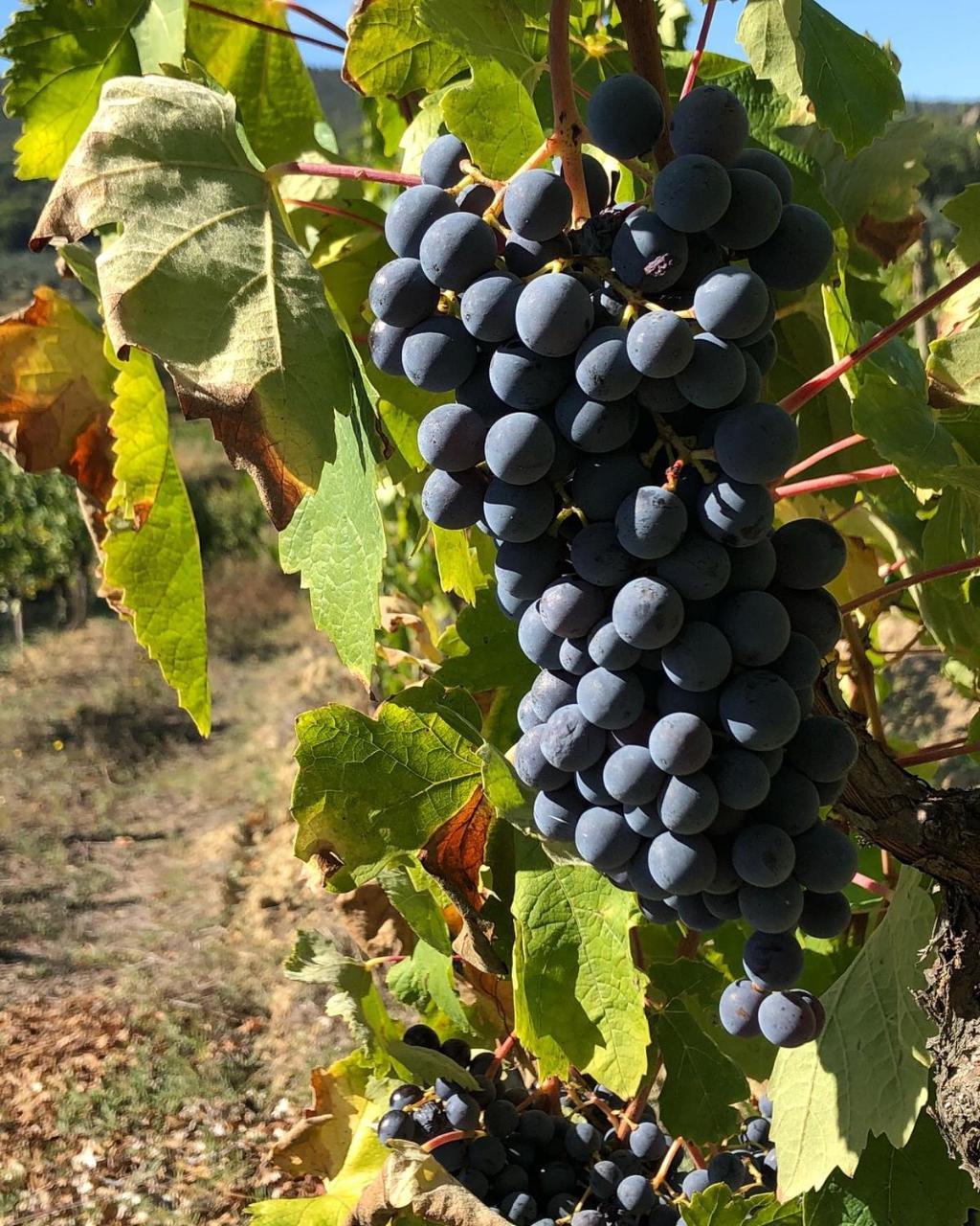 Podere Bellavista San Gimignano Zewnętrze zdjęcie